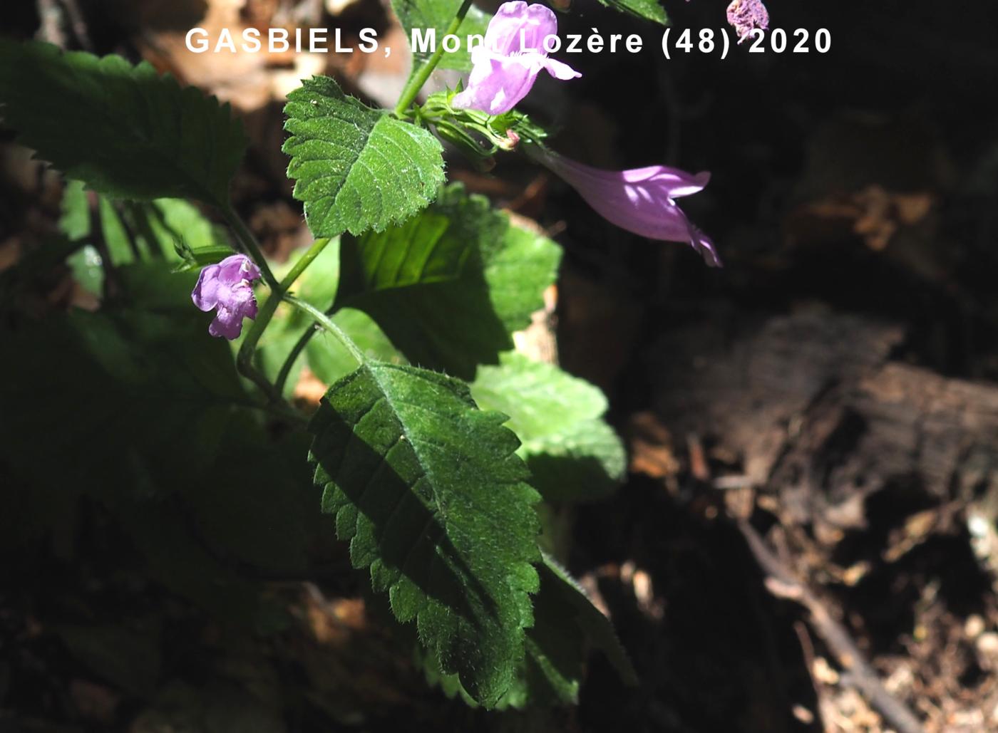 Calamint, Large flowered leaf